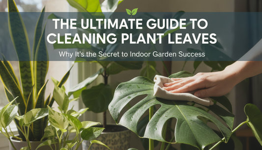 The Ultimate Guide to Cleaning Plant Leaves: Why It’s the Secret to Indoor Garden Success