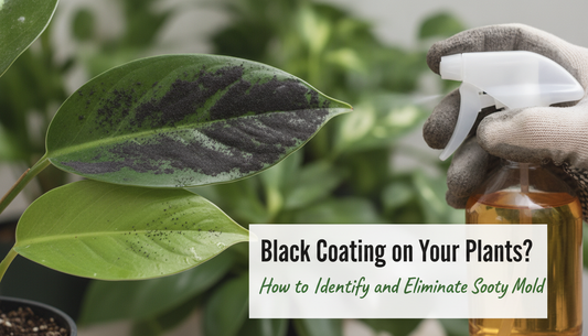 Black Coating on Your Plants? How to Identify and Eliminate Sooty Mold