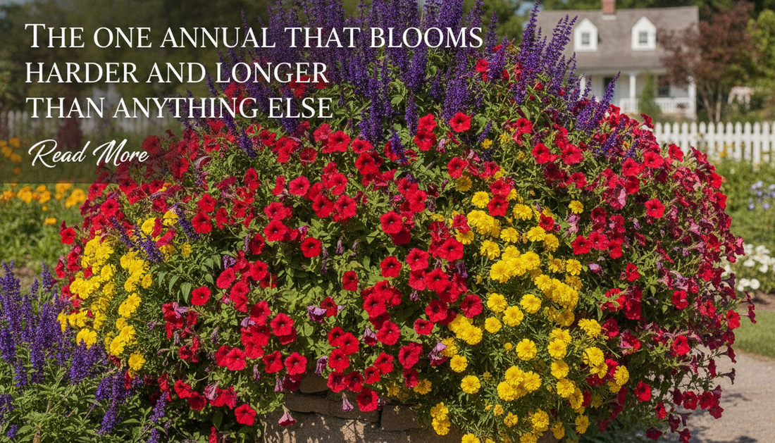 The One Annual That Blooms Harder and Longer Than Anything Else