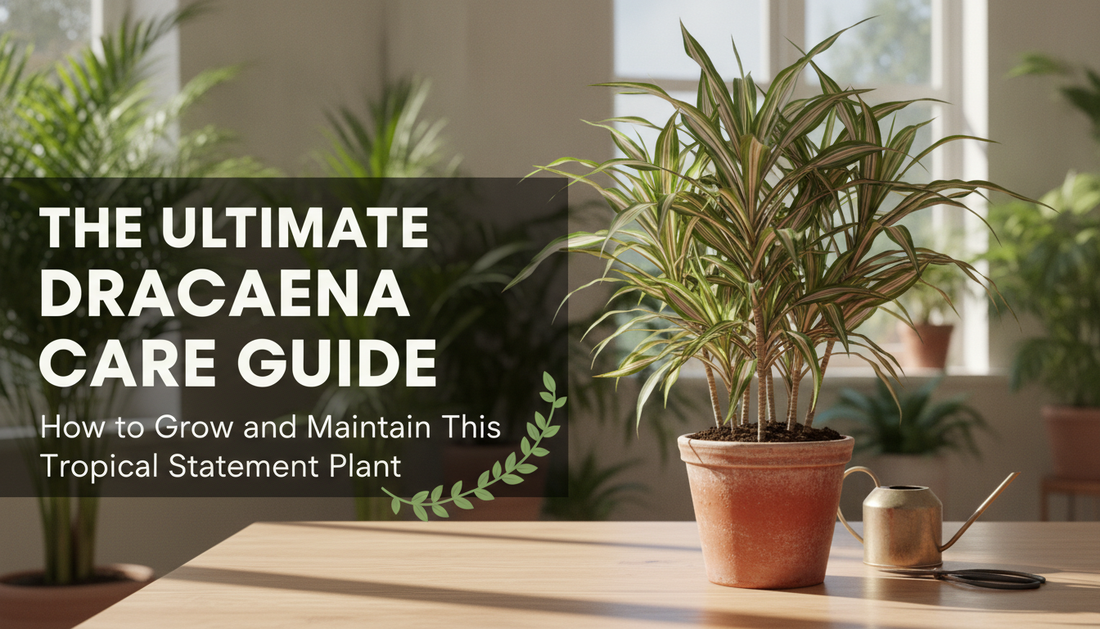 The Ultimate Dracaena Care Guide: How to Grow and Maintain This Tropical Statement Plant