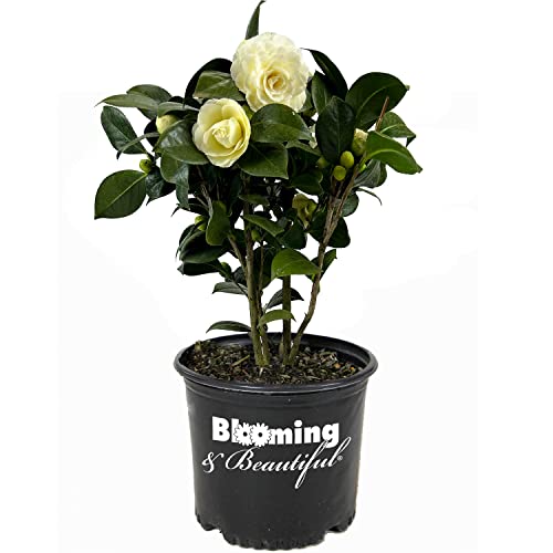 Transform your home garden with the timeless beaut