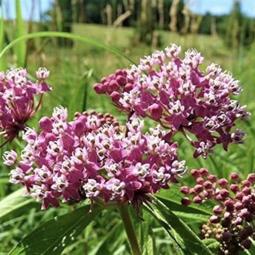 Creating a butterfly-friendly garden is easy with 