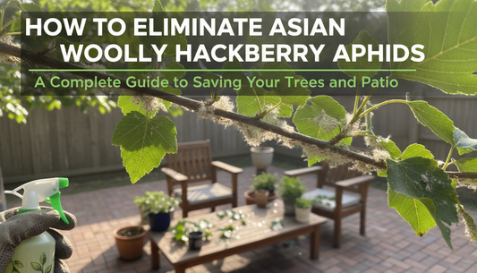 How to Eliminate Asian Woolly Hackberry Aphids: A Complete Guide to Saving Your Trees and Patio