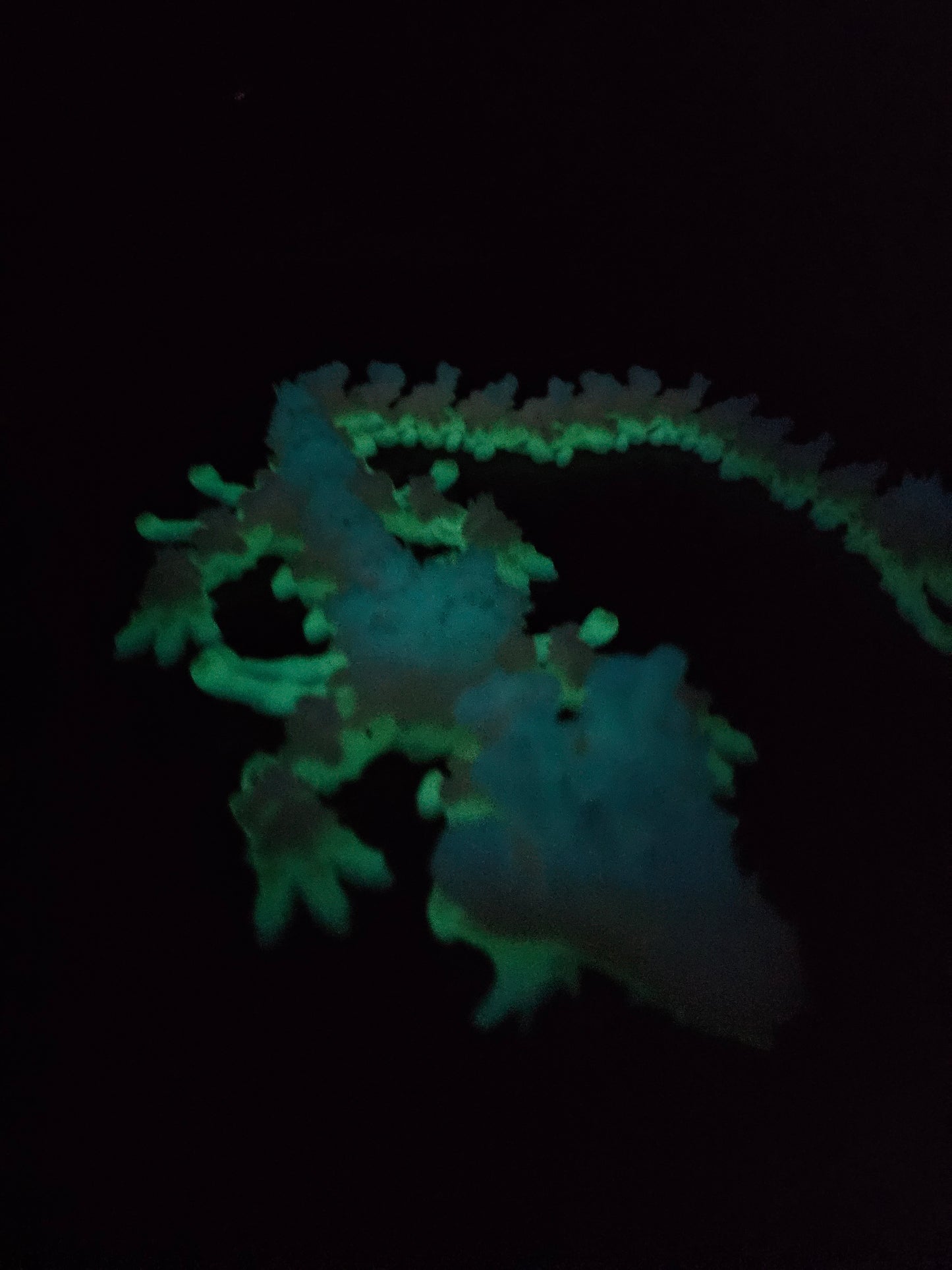 DRAGON -Bone Collector