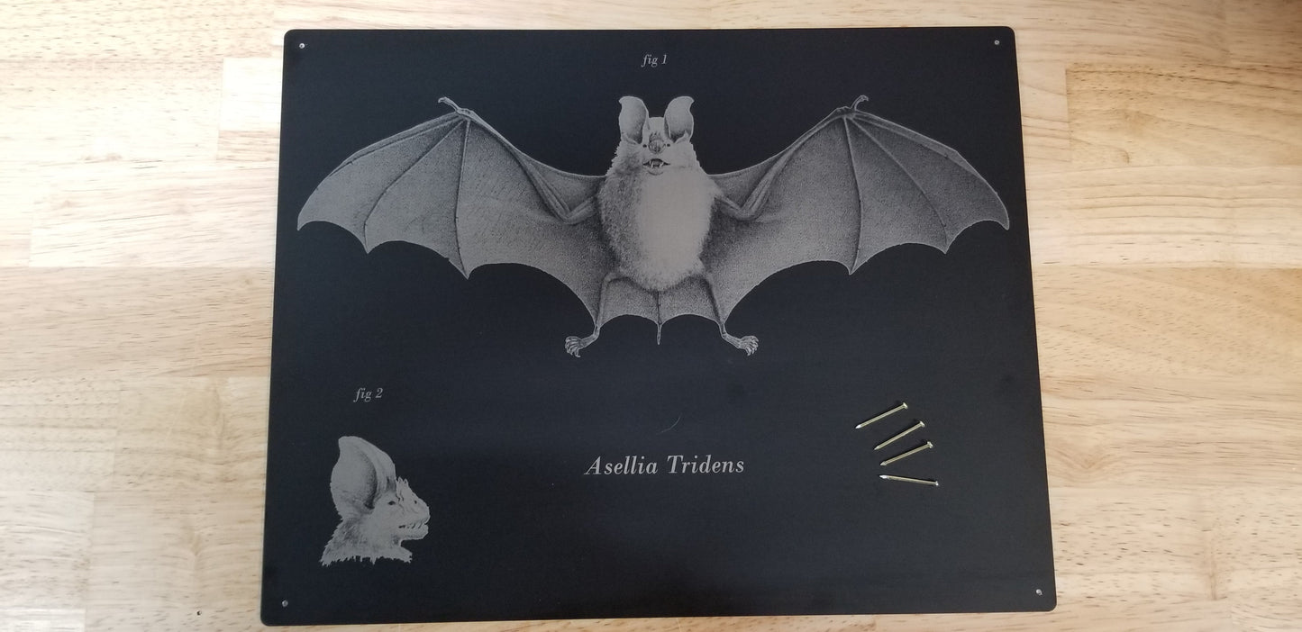 Bats Wall Decor