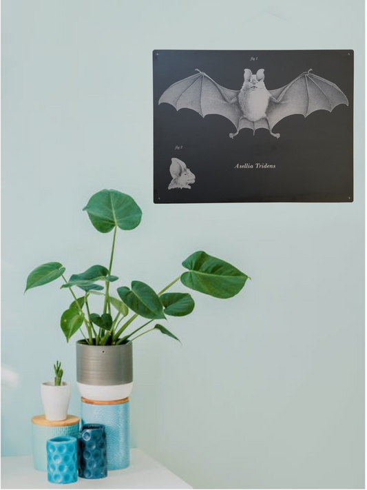 Bats Wall Decor